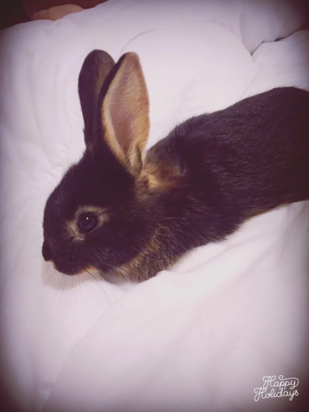 Lapins acheter vendre