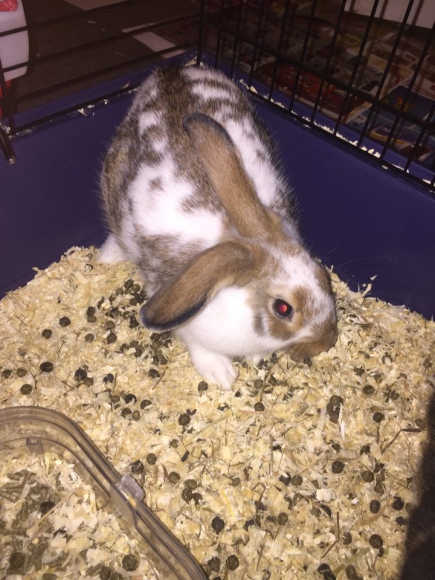 Lapins acheter vendre