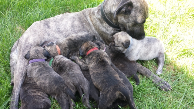 Chiots fila de sao miguel LOF  acheter vendre