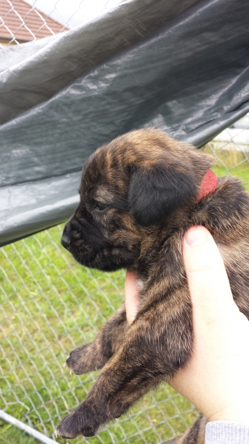 Chiots fila de sao miguel LOF  acheter vendre