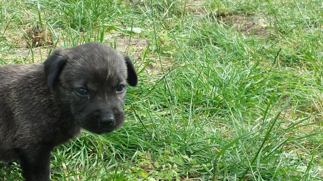 Chiots fila de sao miguel LOF  acheter vendre