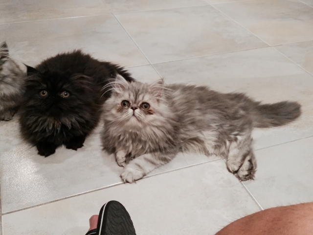 chat persan acheter vendre