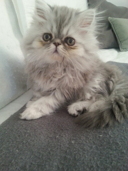 chat persan acheter vendre