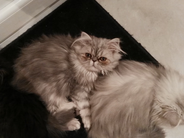 chat persan acheter vendre