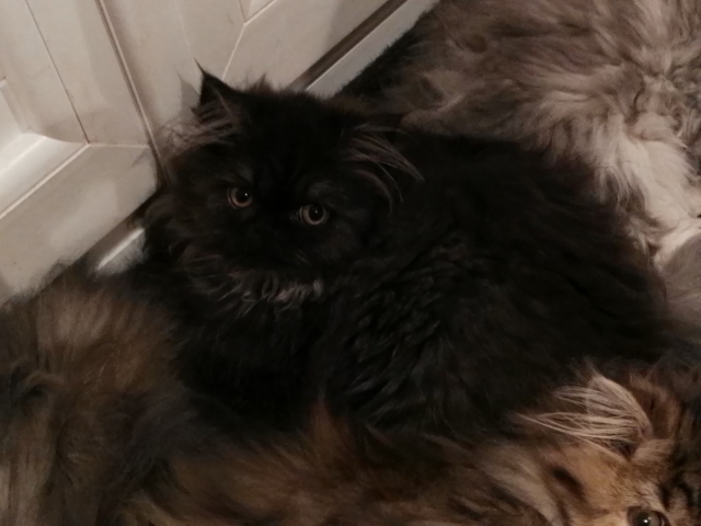 chat persan acheter vendre