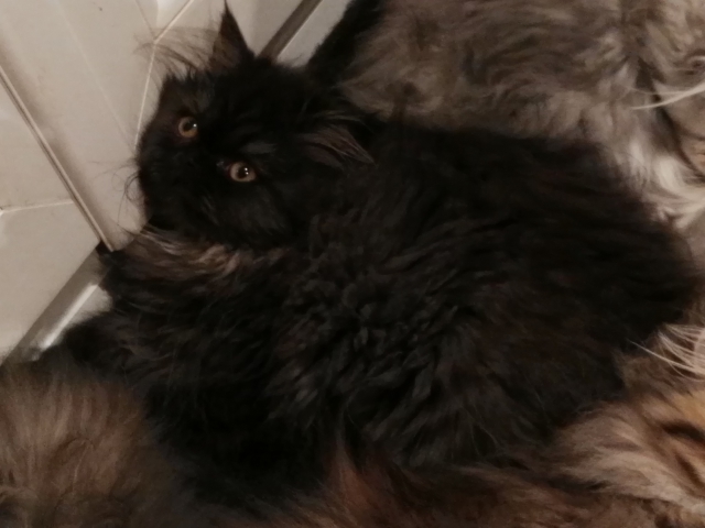 chat persan acheter vendre