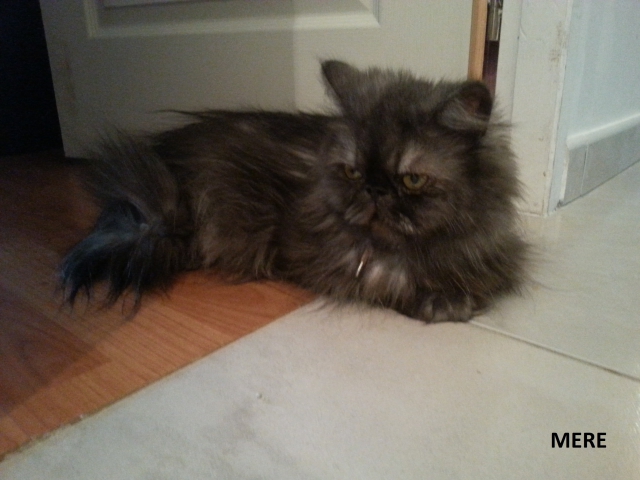 chat persan acheter vendre