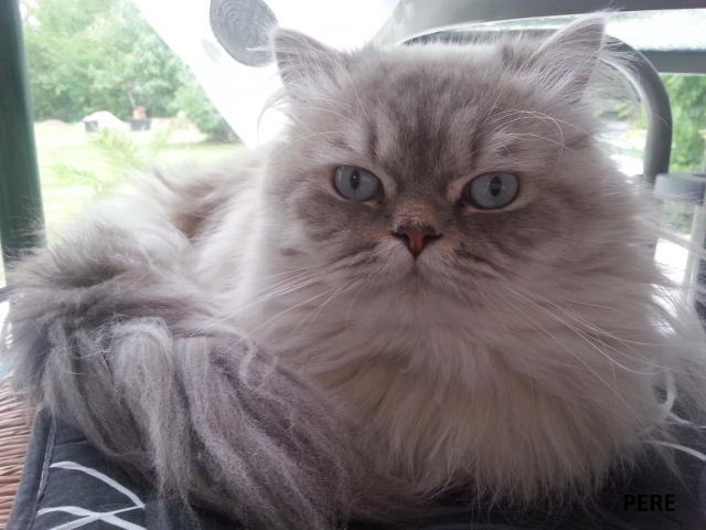 chat persan acheter vendre