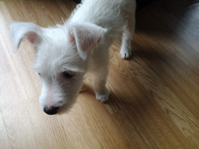 chiot jack russel acheter vendre