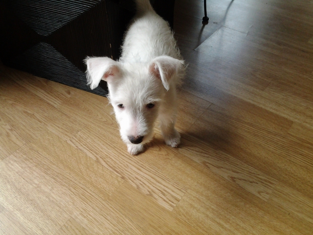 chiot jack russel acheter vendre
