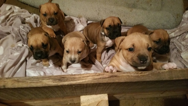 American staff  acheter vendre