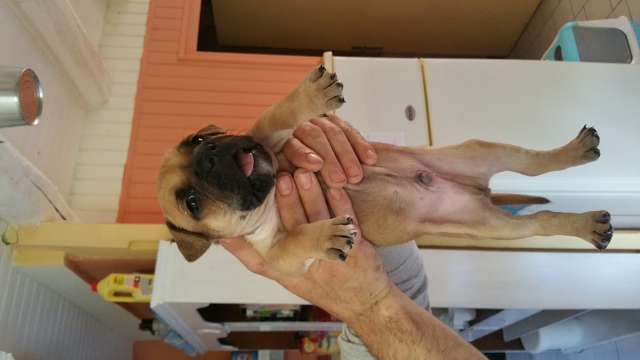 American staff  acheter vendre