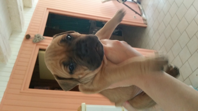 American staff  acheter vendre