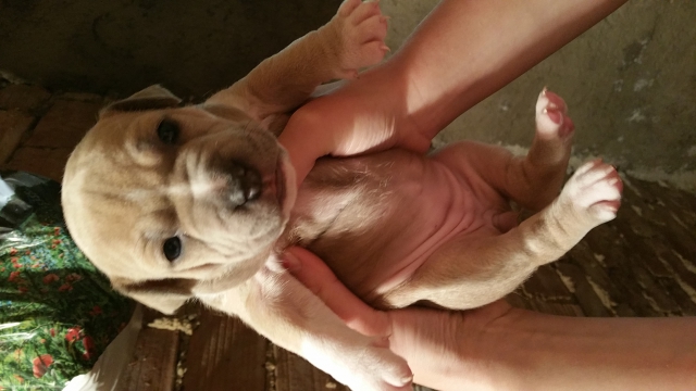 American staff  acheter vendre