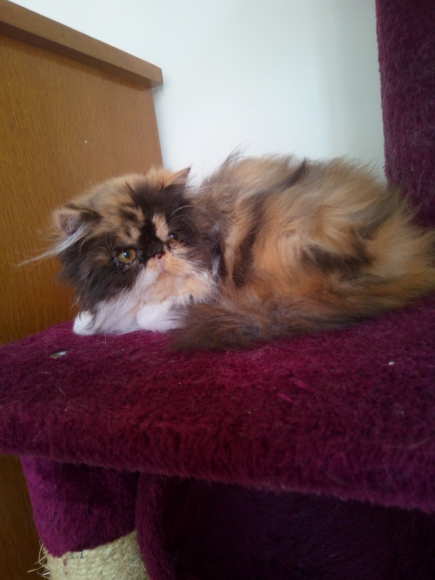 Chatons persan et Exotic shorthair acheter vendre