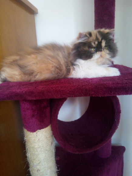 Chatons persan et Exotic shorthair acheter vendre