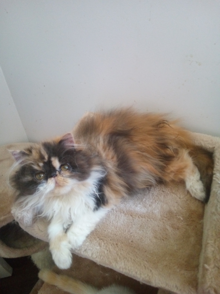 Chatons persan et Exotic shorthair acheter vendre