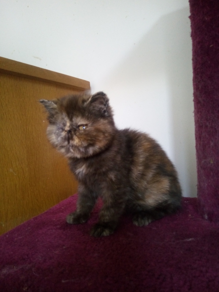 Chatons persan et Exotic shorthair acheter vendre