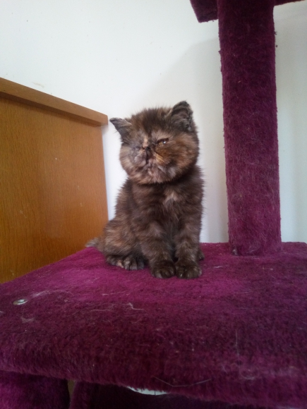 Chatons persan et Exotic shorthair acheter vendre