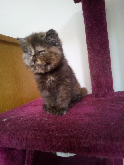 Chatons persan et Exotic shorthair acheter vendre