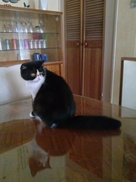 Chatons persan et Exotic shorthair acheter vendre