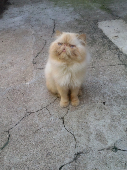 Chatons persan et Exotic shorthair acheter vendre