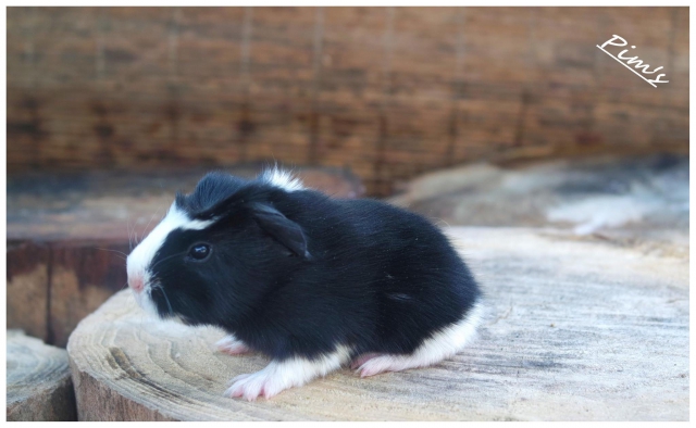 cochons d inde acheter vendre