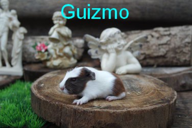 cochons d inde acheter vendre