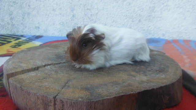 cochons d inde acheter vendre