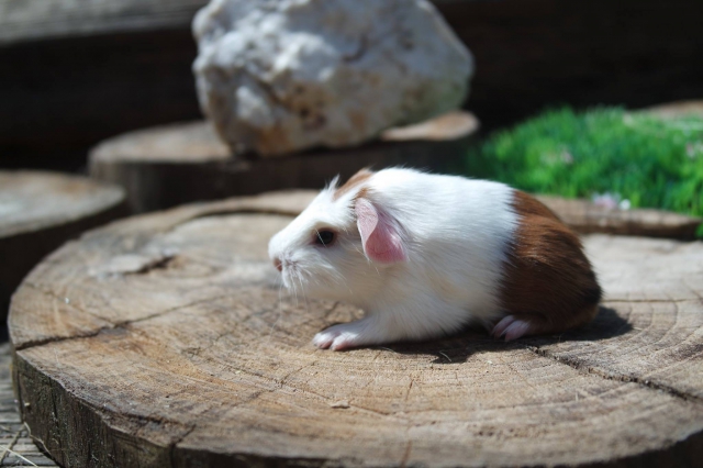 cochons d inde acheter vendre