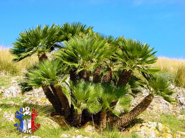 Palmier Chamaerops Vulcano résistant à -15°C acheter vendre