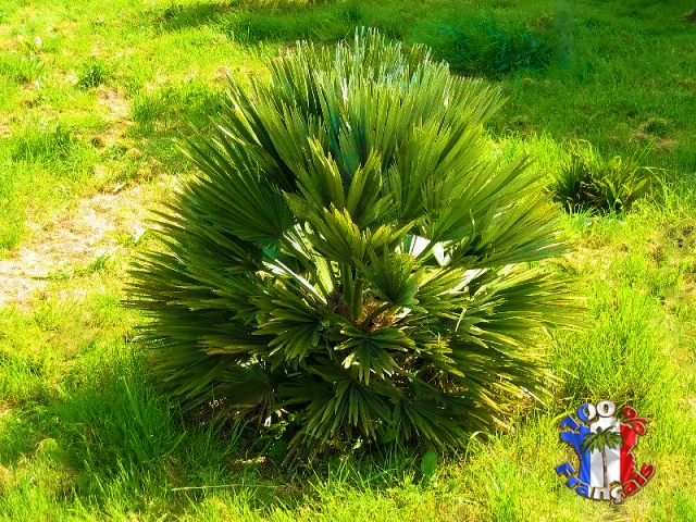 Palmier Chamaerops Vulcano résistant à -15°C acheter vendre