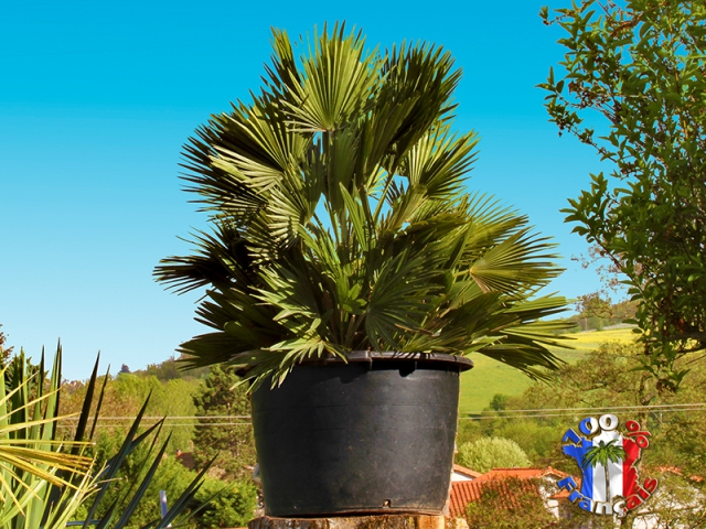 Palmier Chamaerops Vulcano résistant à -15°C acheter vendre