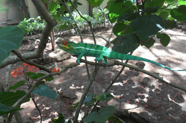 TERRAIN 10HA NOSY BE MADAGASCAR acheter vendre