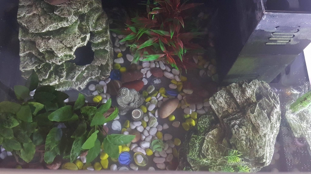 Aquarium 120L acheter vendre