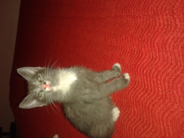 donne chatons acheter vendre