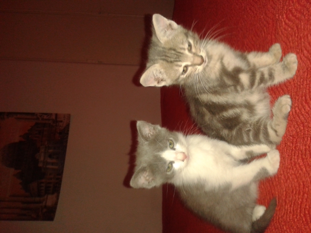 donne chatons acheter vendre