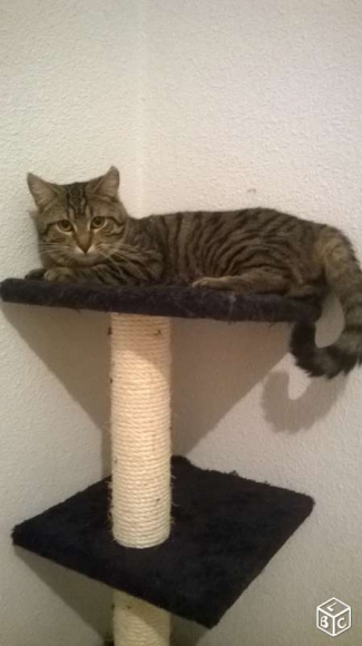 Urgent donne chat 10 mois acheter vendre