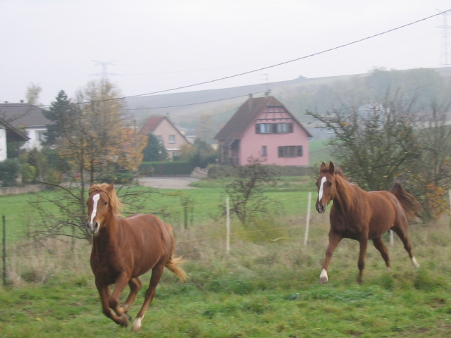 Pension pour 1 cheval ou 1 poney acheter vendre