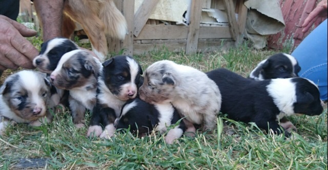 Vent bergers australien  acheter vendre