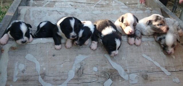 Vent bergers australien  acheter vendre