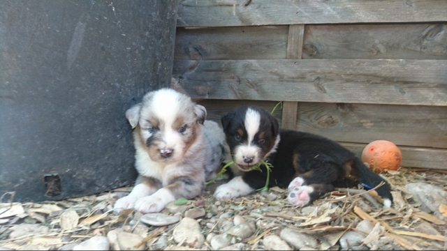 Vent bergers australien  acheter vendre