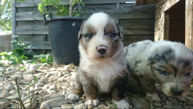 Vent bergers australien  acheter vendre