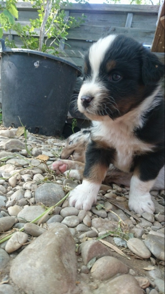 Vent bergers australien  acheter vendre