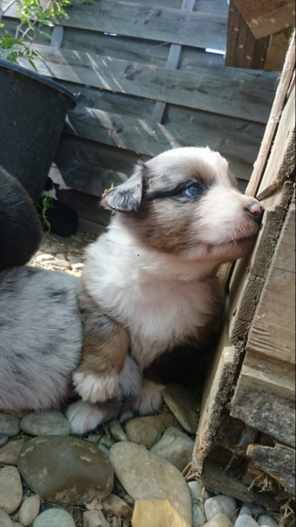 Vent bergers australien  acheter vendre