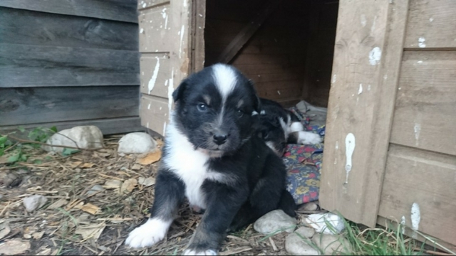 Vent bergers australien  acheter vendre