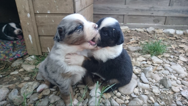 Vent bergers australien  acheter vendre