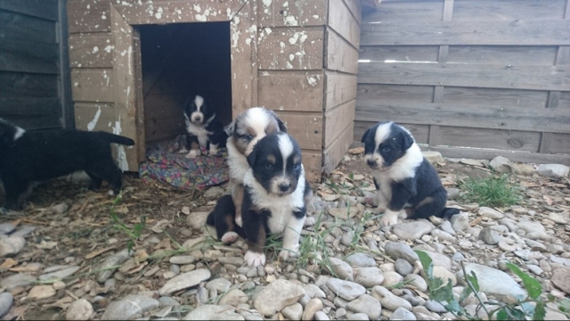 Vent bergers australien  acheter vendre