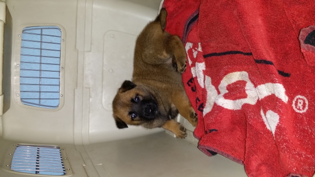 a reserver chiots berger hollandais lof a poil cour acheter vendre