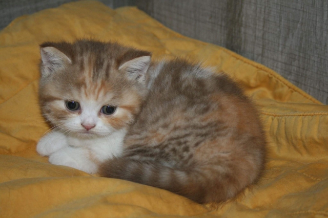 Magnifique chatonne British shorthair acheter vendre